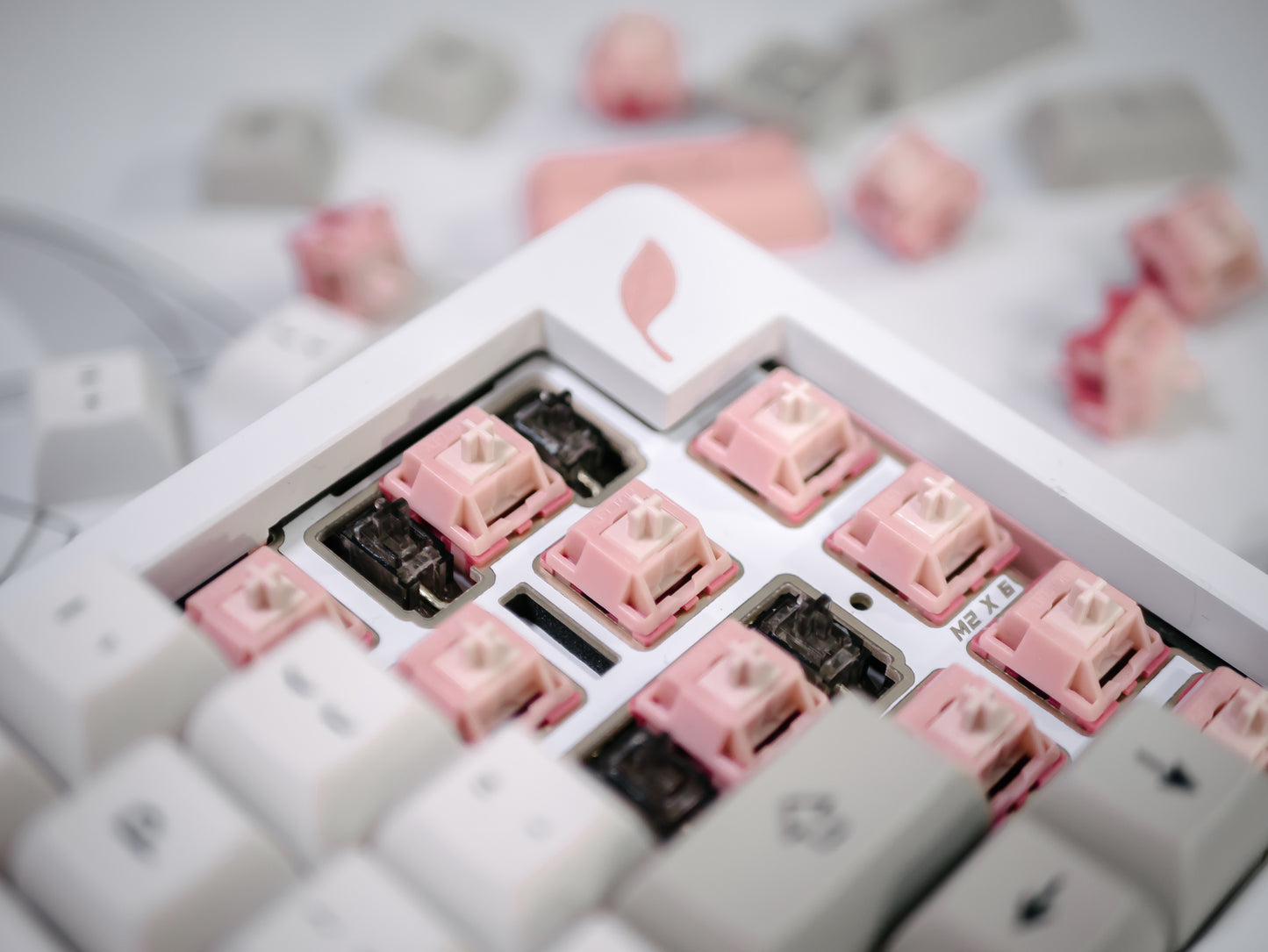 Blush Linear