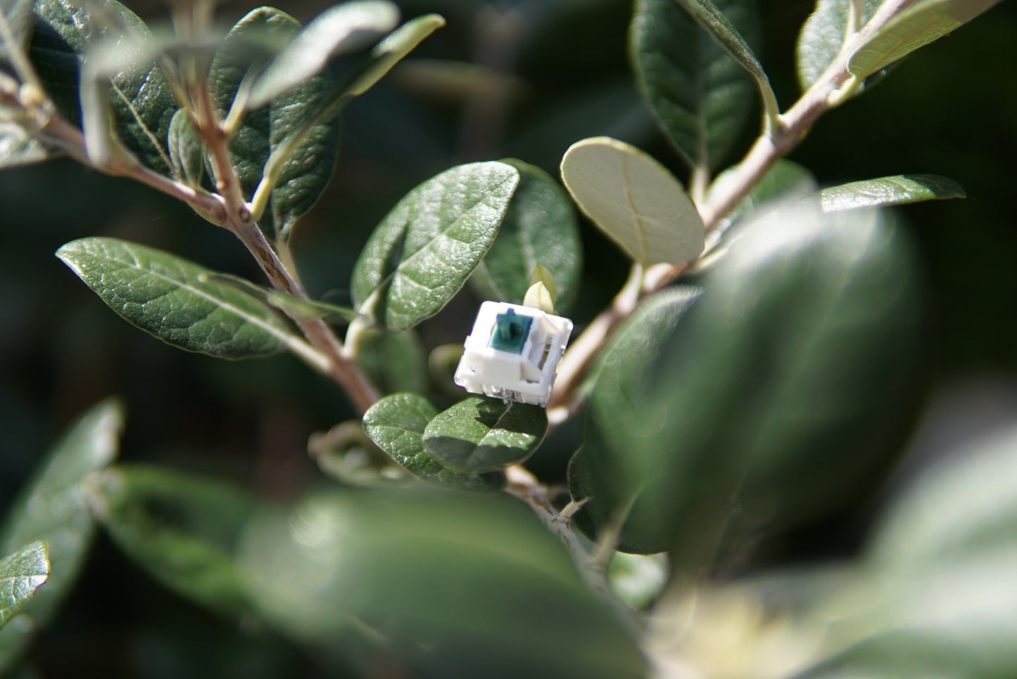 BuiltByNim (BBN) Linear Switch